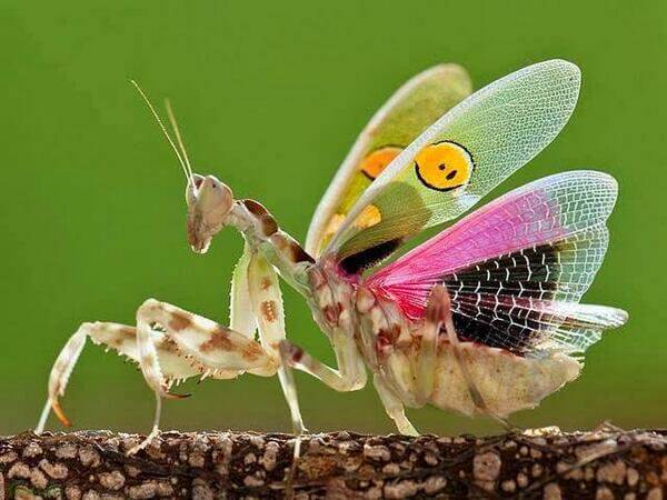 10 Jenis serangga aneh yang nggak banyak diketahui, bikin melongo
