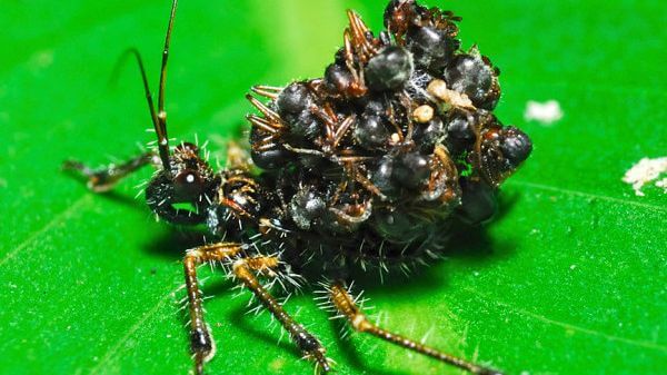 10 Jenis serangga aneh yang nggak banyak diketahui, bikin melongo