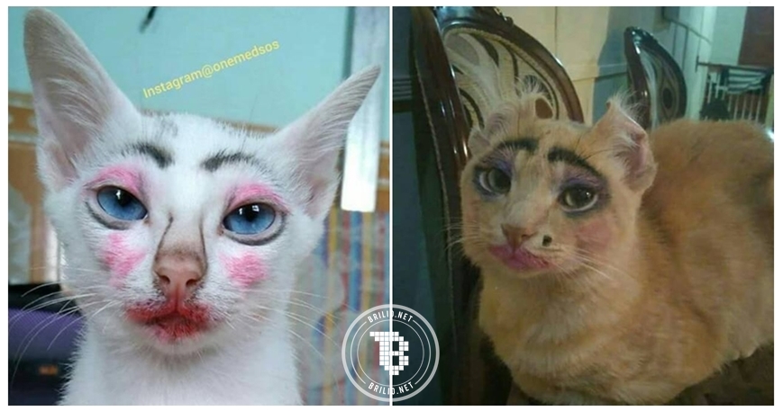 10 Foto kucing dimakeup sama pemiliknya ini bikin ngakak, iseng banget