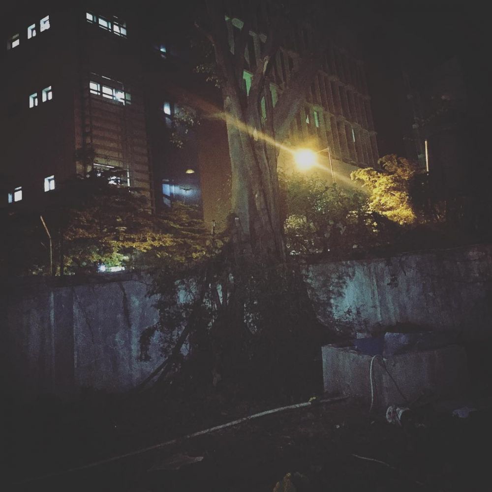 5 Jenis pohon ini dipercaya jadi mitos tempat bersarangnya hantu