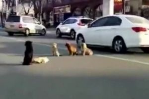 Kisah anjing tunggui sesamanya yang ditabrak, ikutan haru