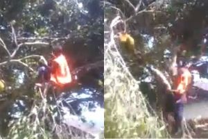 Cara pria ini tebang pohon ngawur, endingnya malah celaka