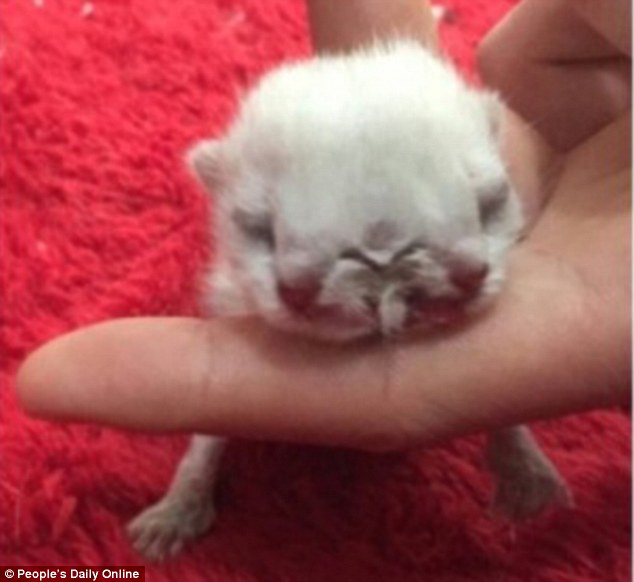 Selain ular, 8 hewan punya dua kepala ini bikin geli-geli gimana gitu