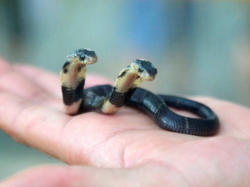Selain ular, 8 hewan punya dua kepala ini bikin geli-geli gimana gitu