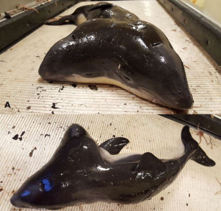 Selain ular, 8 hewan punya dua kepala ini bikin geli-geli gimana gitu