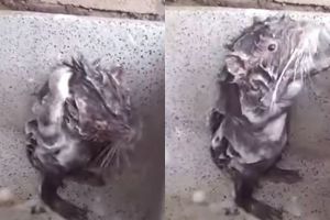 Kelakuan tikus ini bikin ketawa ngakak, mandi pakai sabun bak manusia