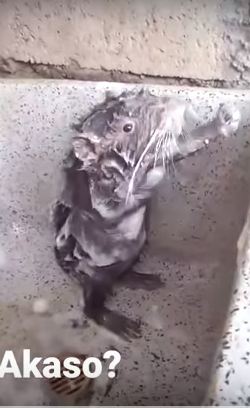 Kelakuan tikus ini bikin ketawa ngakak, mandi pakai sabun bak manusia