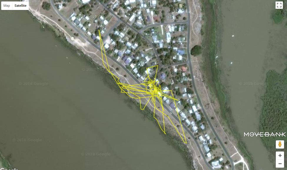 10 Foto GPS ini rekam pergerakan kucing saat malam hari, keluyuran nih