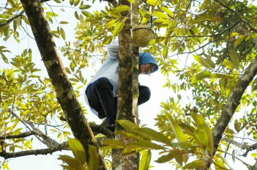 7 Aksi heboh Iti Octavia, bupati Lebak bersemangat panjat pohon durian