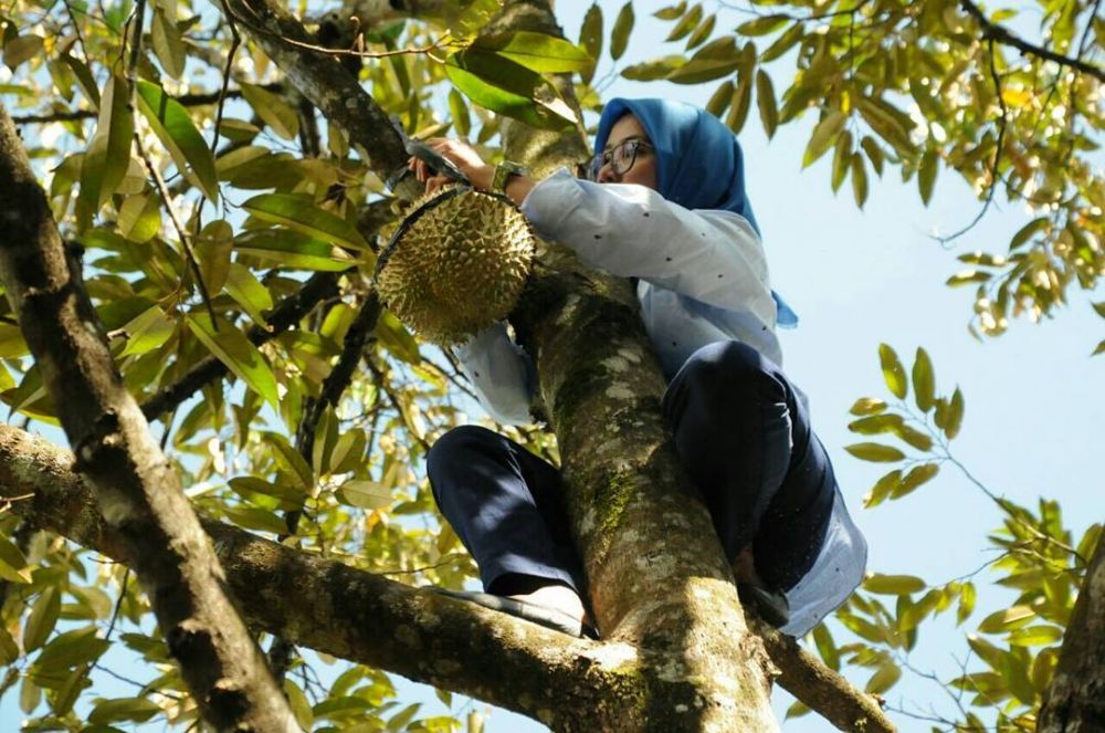 7 Aksi heboh Iti Octavia, bupati Lebak bersemangat panjat pohon durian
