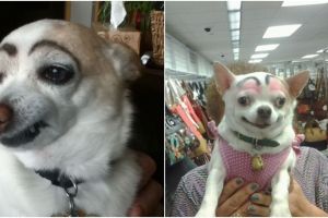 12 Potret anjing dikasih alis ini bikin ketawa, pemiliknya iseng pol