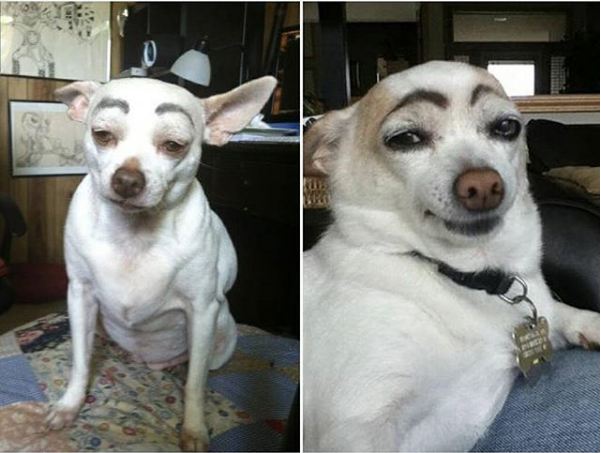 12 Potret anjing dikasih alis ini bikin ketawa, pemiliknya iseng pol