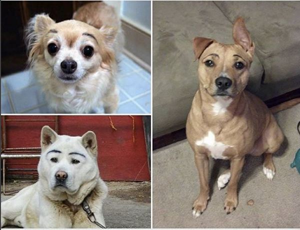 12 Potret anjing dikasih alis ini bikin ketawa, pemiliknya iseng pol