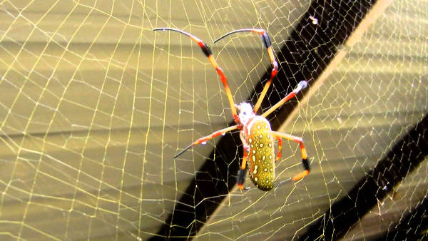 Tak selalu mengerikan, 10 laba-laba ini punya warna & bentuk yang lucu