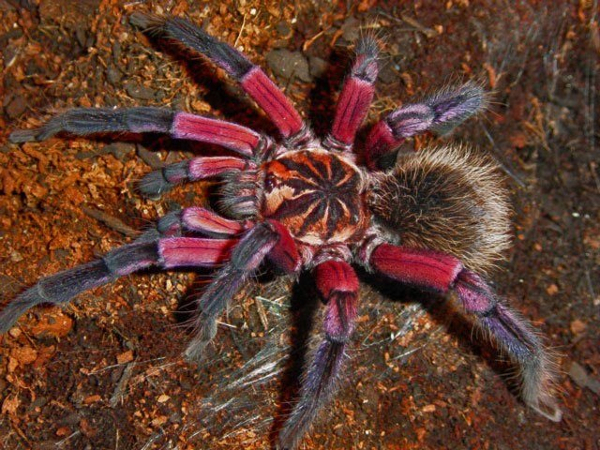 Tak selalu mengerikan, 10 laba-laba ini punya warna & bentuk yang lucu