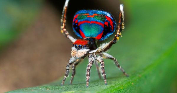 Tak selalu mengerikan, 10 laba-laba ini punya warna & bentuk yang lucu