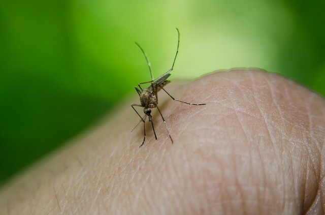 4 Cara alami usir nyamuk supaya tidurmu tak terganggu