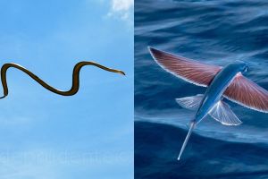  9 Hewan ini bisa terbang meski tak punya sayap, dari ular hingga ikan