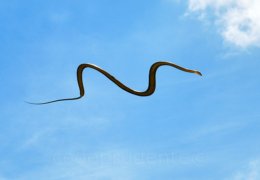 9 Hewan  ini bisa terbang meski tak punya  sayap  dari ular 
