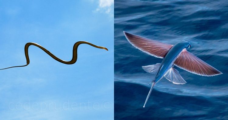 9 Hewan  ini bisa  terbang  meski tak punya sayap dari ular 