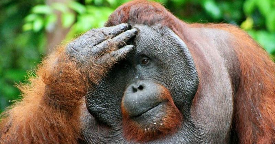 Tragis, ini 4 kasus kematian orangutan yang diberondong peluru 