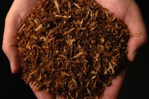 Selain tembakau, 4 makanan ini ternyata juga mengandung nikotin