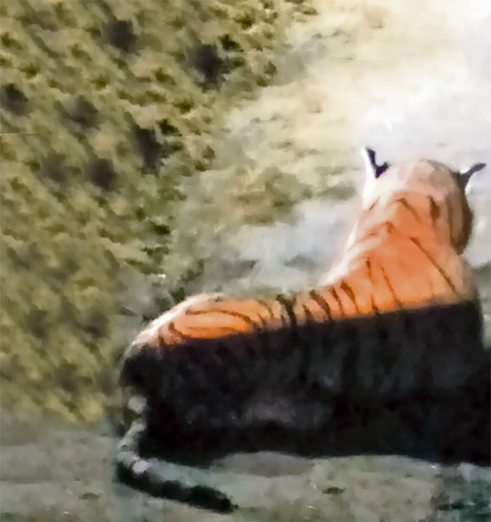 Heboh sosok harimau di pemukiman, fakta di baliknya bikin geli sendiri