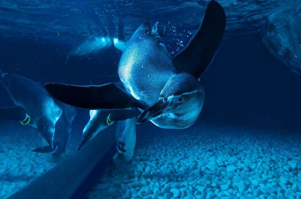 Restoran ini sajikan 3 pengalaman unik, ditemani penguin saat makan