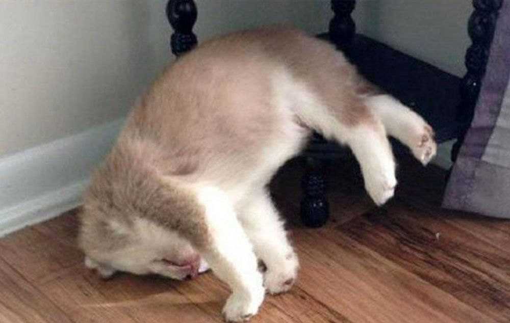 10 Pose gemes anjing ketiduran ini bikin kamu nggak tega bangunin