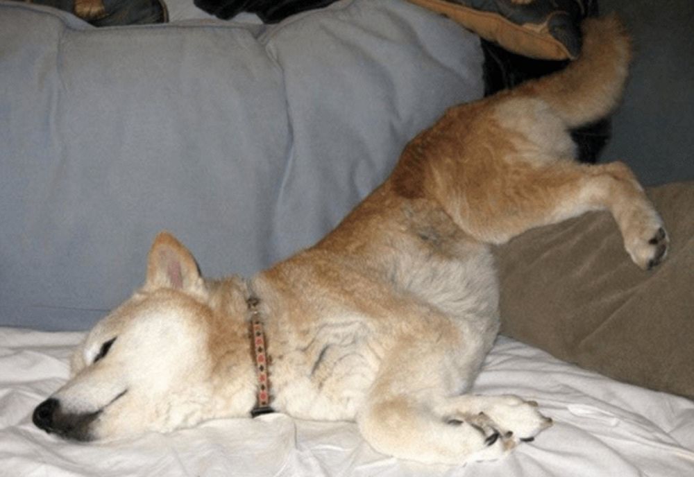 10 Pose gemes anjing ketiduran ini bikin kamu nggak tega bangunin