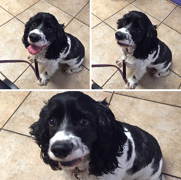 Ekspresi 12 anjing saat sadar mau ke dokter hewan bukan ke taman, epik