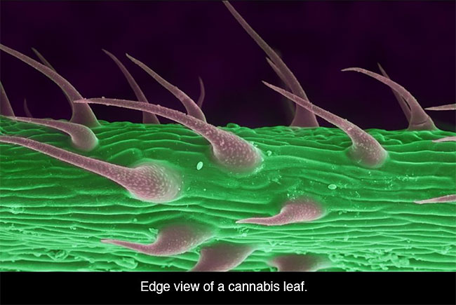 10 Penampakan ganja saat dilihat dengan mikroskop, bikin kamu melongo