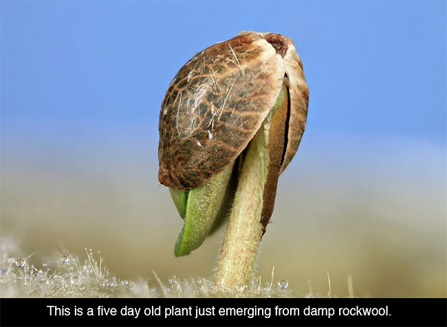 10 Penampakan ganja saat dilihat dengan mikroskop, bikin kamu melongo