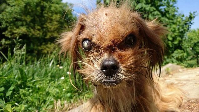 Awalnya dibuang & penyakitan, kisah anjing Frodo ini bikin terenyuh