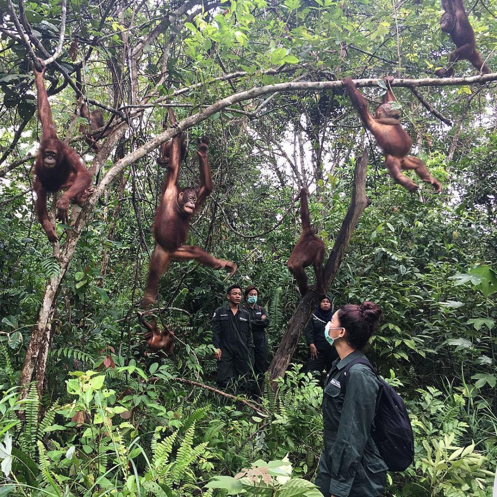 10 Aksi Bunga Jelitha saat melakukan misi penyelamatan orangutan
