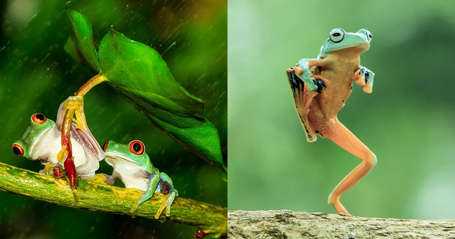 10 Potret katak mungil dalam berbagai gaya, bikin pengen pelihara