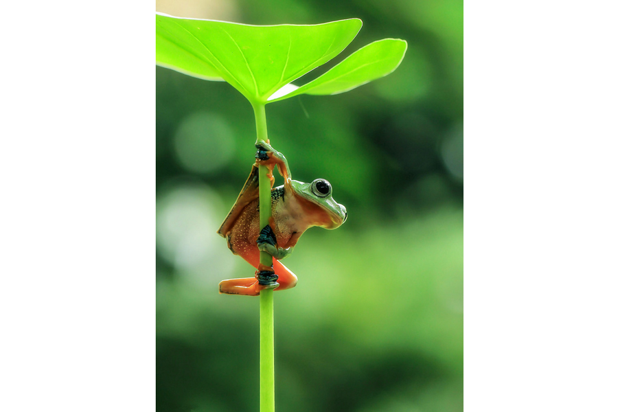 10 Potret katak mungil dalam berbagai gaya, bikin pengen pelihara