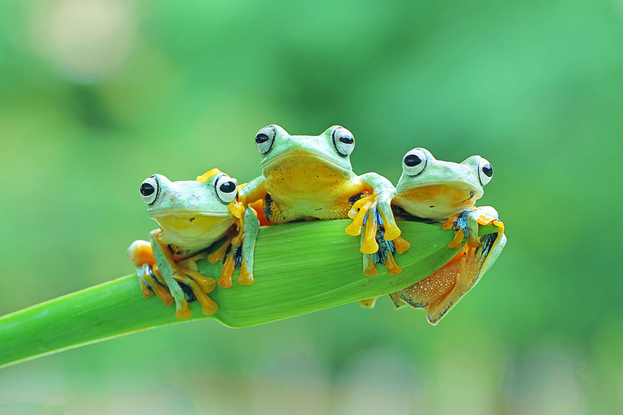 10 Potret katak mungil dalam berbagai gaya, bikin pengen pelihara