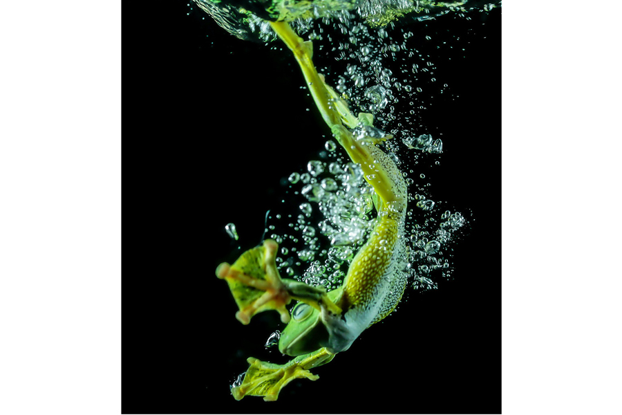 10 Potret katak mungil dalam berbagai gaya, bikin pengen pelihara