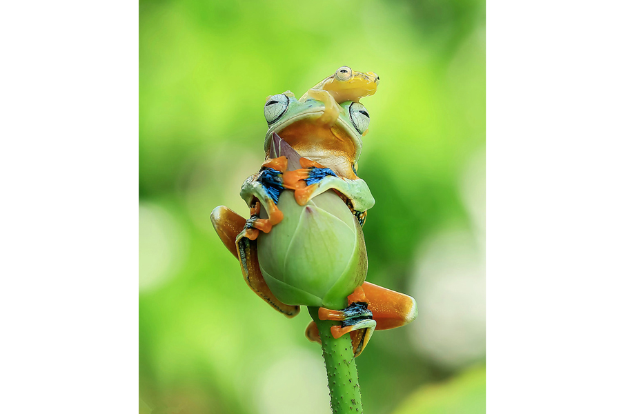 10 Potret katak mungil dalam berbagai gaya, bikin pengen pelihara
