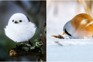 10 Potret Angry Birds di dunia nyata, lebih imut dari versi kartun