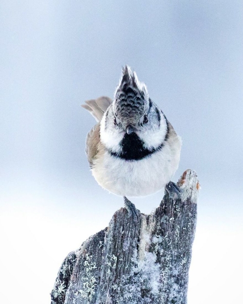 10 Potret Angry Birds di dunia nyata, lebih imut dari versi kartun
