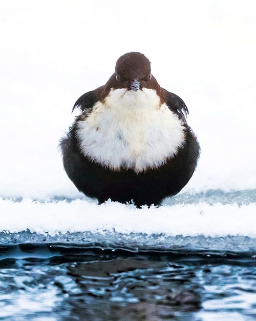 10 Potret Angry Birds di dunia nyata, lebih imut dari versi kartun
