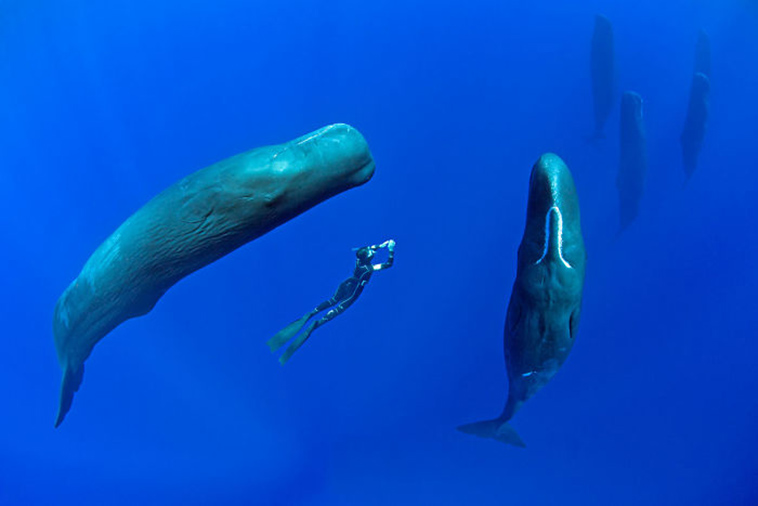 7 Potret menakjubkan saat hiu paus sedang tertidur, unik banget 