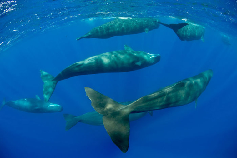 7 Potret menakjubkan saat hiu paus sedang tertidur, unik banget 