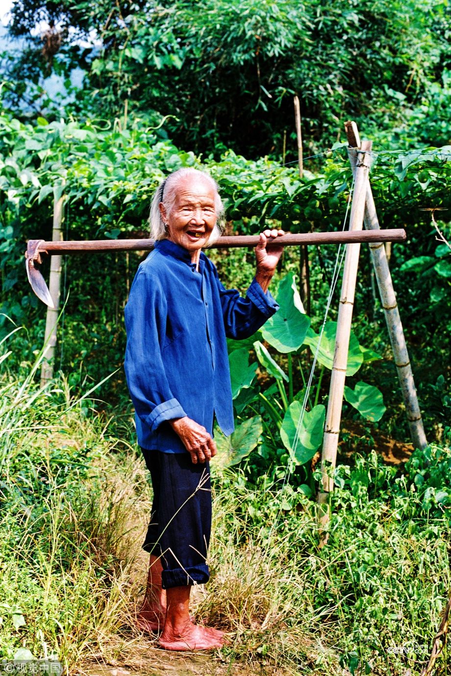Berusia satu abad, nenek ini kuat gendong kayu naik-turun bukit