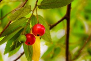 Sering disepelekan, ternyata ini 7 manfaat buah kersen bagi tubuh