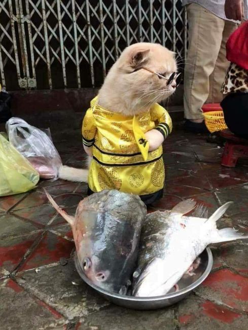 Dicap hewan pemalas, kucing ini malah rajin jualan ikan di pasar