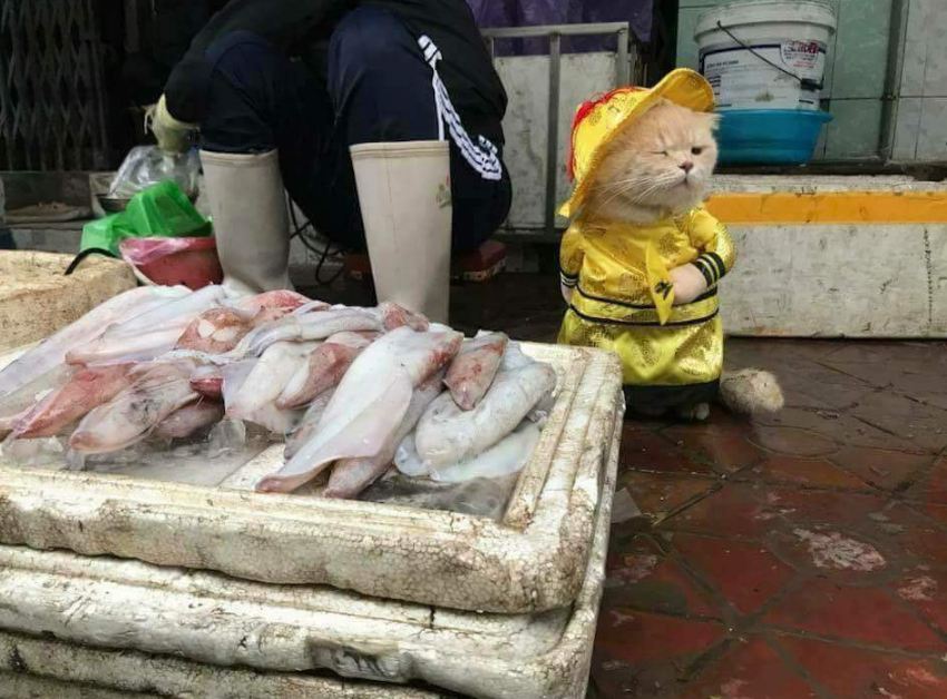 Dicap hewan pemalas, kucing ini malah rajin jualan ikan di pasar