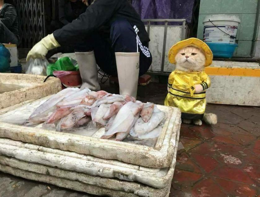 Dicap hewan pemalas, kucing ini malah rajin jualan ikan di pasar